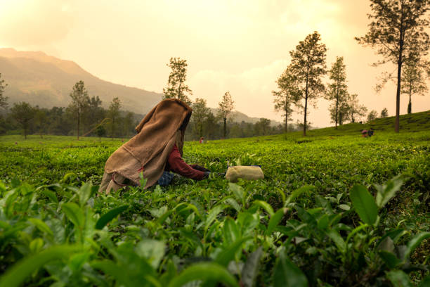 Workers Pluging Herbal Tea leaves - My Pahadi Store
